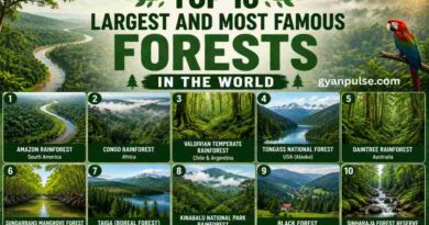Top 10 Largest and Most Famous Forests in the World, Name with Facts