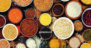 National Pulses Mission Helps Farmers to Earn More and Increase Pulse Production