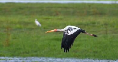 Painted Storks are Back in Kaziranga