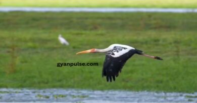 Painted Storks are Back in Kaziranga After Four Years in 2025