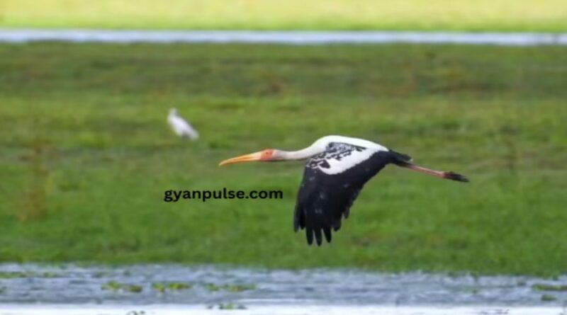 Painted Storks are Back in Kaziranga After Four Years in 2025
