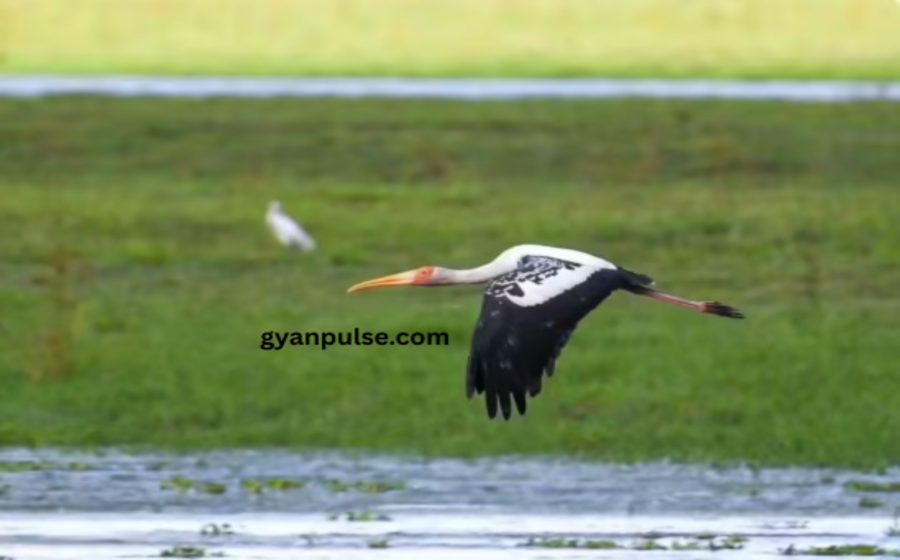 Painted Storks are Back in Kaziranga After Four Years in 2025