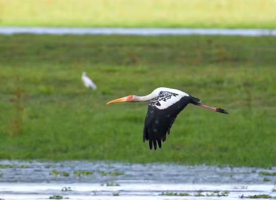 Painted Storks are Back in Kaziranga