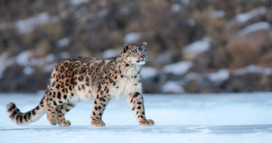 Snow Leopard count Rises Sharply in Himachal Pradesh