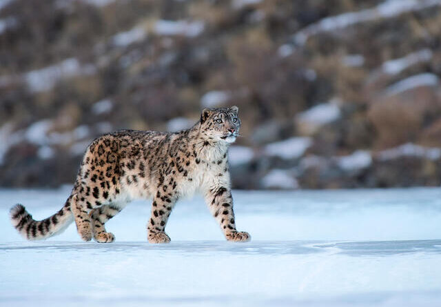 Snow Leopard count Rises Sharply in Himachal Pradesh