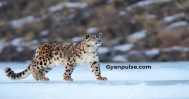 Snow Leopard count Rises Sharply in Himachal Pradesh