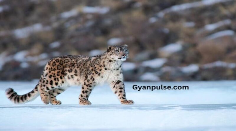 Snow Leopard count Rises Sharply in Himachal Pradesh