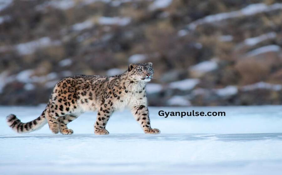 Snow Leopard count Rises Sharply in Himachal Pradesh