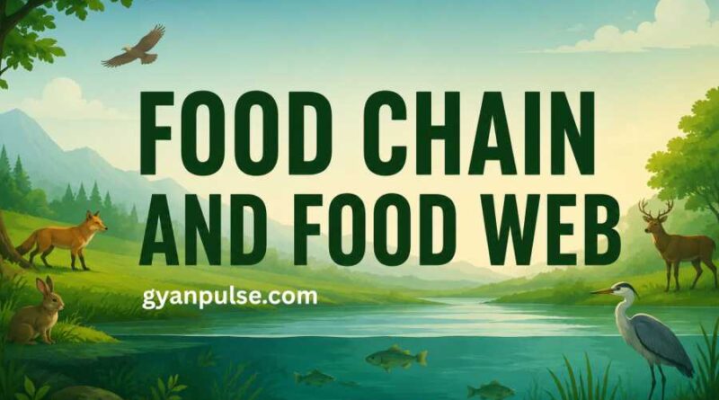 Food Chain and Food Web - Energy Flow in Ecosystems