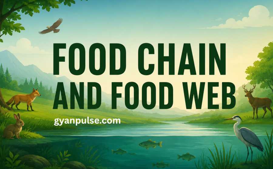 Food Chain and Food Web - Energy Flow in Ecosystems