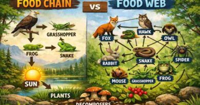 Food Chain and Food Web - Energy Flow in Ecosystems