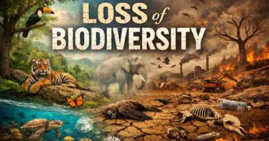 Loss of Biodiversity - Reasons and Effects