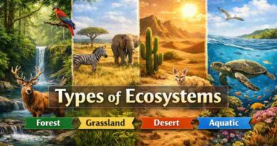 Types of Ecosystems - Forest, Grassland, Desert and Aquatic Ecosystems