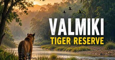 Valmiki Tiger Reserve - Bihar’s Wild Haven of Tigers, Forests and Biodiversity